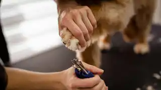 Coupe-ongles